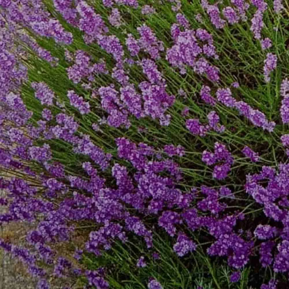 Buy Lavender Flower Seeds - Grow Aromatic Lavender Plants at Home