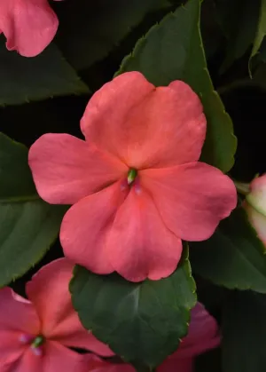 Impatiens Beacon Coral Seeds